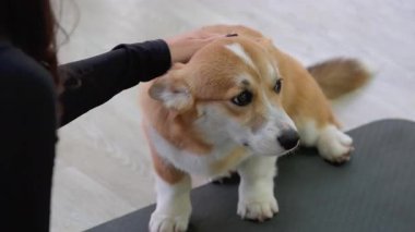 Sahibi tarafından özel bir fırçayla taranmış şirin bir Corgi köpeği. Bir kadın köpeğine bakar. Çevre dostu Hayvan Tüyleri Temizleme. Minimalist Hayvan Bakımı ve Temizlik. Yüksek kalite 8K görüntü