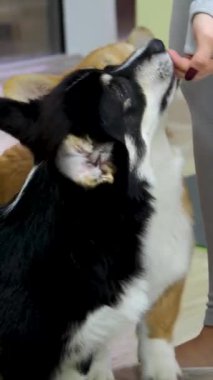 Sahibi tarafından özel bir fırçayla taranmış şirin bir Corgi köpeği. Bir kadın köpeğine bakar. Çevre dostu Hayvan Tüyleri Temizleme. Minimalist Hayvan Bakımı ve Temizlik. Yüksek kalite 8K görüntü