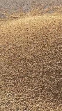 İşçiler fabrikada pirinç kurutuyorlar. İnsanlar buğday, Vietnamlı pirinçleri elliyor saman tepsileri dışarıda sıcakta çalışıyor. Yüksek kalite 4k görüntü