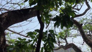 Da Nang, Vietnam, Asya Mermer Dağları 'nın Arkaplan' da gözler önüne serilen manzarası. Yüksek kalite 4k görüntü