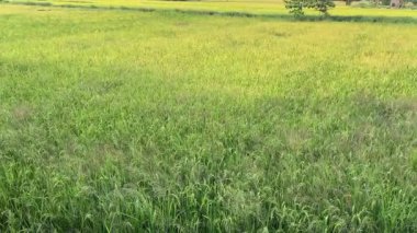 Vietnamlı pirinç tarlaları tepelik vadileri çevreleyen yeşil pirinç terasları gerçeküstü bir manzara yaratıyor, Vietnam 'da sabahın erken saatlerinde. Yüksek kalite 4k görüntü