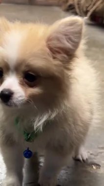 Modern Oturma Odasında Şirin Fluffy Puppy. Yüksek kalite 4k görüntü