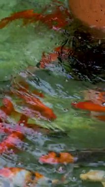 Japon koi havuzu rengarenk Japon balıklarıyla ve koi sazan balıklarıyla dolu. Japon bahçesinde koi balıkları tatlı suda yüzüyor. Japonya 'da seyahat et. Yüksek kaliteli FullHD görüntüler