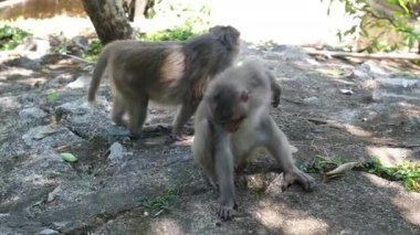 Vietnam 'da, Danang, Fas' ta gündüz vakti yerde oturan bir maymun. Yüksek kalite 4k görüntü