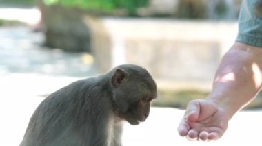 Maymunlar elimin tohumlarını yiyorlar. Bir adam maymuna yardım eder.