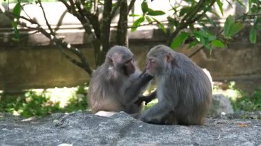 Maymun Yetiştirme Doğal Alanında Bir Maymun daha, Vietnam Dangını. Yüksek kalite 4k görüntü