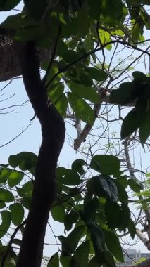 Da Nang, Vietnam, Asya Mermer Dağları 'nın Arkaplan' da gözler önüne serilen manzarası. Yüksek kalite 4k görüntü