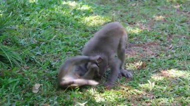 İki genç babunun yavaş çekimde birbirleriyle dövüşmesi, Ulusal Park. Yüksek kalite 4k görüntü