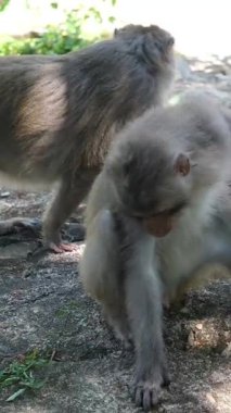 Vietnam 'da, Danang, Fas' ta gündüz vakti yerde oturan bir maymun. Yüksek kalite 4k görüntü
