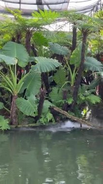 UNESCO 'nun ünlü gezginleri tarafından listelenen tropik kapalı restoran tarihi şehir. Vietnam Hoi 05.11.2025