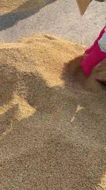 İnsanlar yerden tahıl toplamak için ellerini ve süpürgelerini kullanıyor. Paddy Field 'deki Hasat Sahasında çiftçi elinde bir avuç dolusu organik pirinç tutuyor. Yavaş çekim Vietnam Hoi 05.11.2025