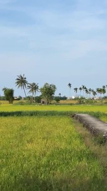 Vietnamlı pirinç tarlaları tepelik vadileri çevreleyen yeşil pirinç terasları gerçeküstü bir manzara yaratıyor, Vietnam 'da sabahın erken saatlerinde. Yüksek kalite 4k görüntü