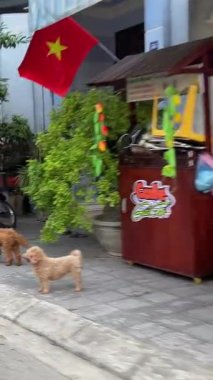 Bisiklete binmek, taksi tutmak, UNESCO tarafından listelenen tarihi yolda bir video çekmek, gezginlerle ünlüdür. Vietnam Hoi 05.11.2025