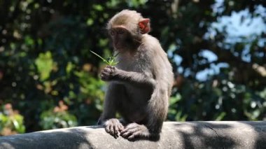 Bu, uzun kuyruklu bir maymunun gözlük tutarken çekilmiş bir fotoğrafı. Bu maymunun bilimsel adı Macaca fascicularis 'dir. Çimen tutan yüksek kaliteli maymun