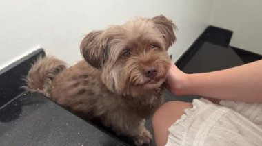 Üzgün, hastalıklı, hasta bakışlı, kanepede yatan küçük bir köpek. Eski kaniş gözü kataraktı yakın çekim. - Evet. Yaşlı bir köpeği sev.
