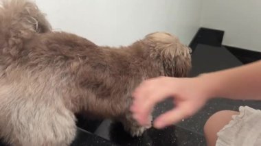 Üzgün, hastalıklı, hasta bakışlı, kanepede yatan küçük bir köpek. Eski kaniş gözü kataraktı yakın çekim. - Evet. Yaşlı bir köpeği sev.