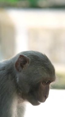 Maymunlar elimin tohumlarını yiyorlar. Bir adam maymuna yardım eder.