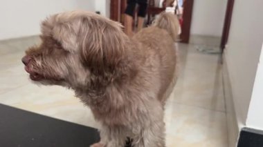 Eski bir köpek gözü yakın plan. Üzücü bir bakış. İzleyiciye düşünceli bir şekilde bakan ruhsal bakış. Uykulu, yorgun bir evcil hayvan. Sokak hayvanı seni. Kederli ruh hali. Hasta köpekçik. Sahibini bekliyor..