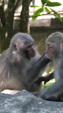 Maymun Yetiştirme Doğal Alanında Bir Maymun daha, Vietnam Dangını. Yüksek kalite 4k görüntü