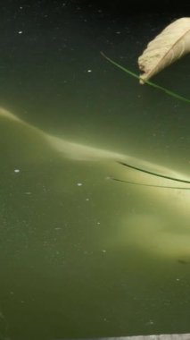 Danang Vilayeti, Vietnam için Guan Yin heykelinin tapınağının bayan Buda Danang Detayları. Vietnam 'daki Danang şehrindeki Linh Ung Pagoda' da Buda Heykeli. Yüksek kalite
