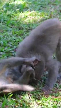 İki genç babunun yavaş çekimde birbirleriyle dövüşmesi, Ulusal Park. Yüksek kalite 4k görüntü