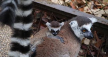 Lemur Catta bebeğine sarılıyor. Yüksek kaliteli FullHD görüntüler