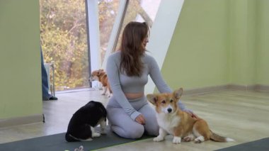 Yaşlı bir kadın, sarı bir yatakta Chihuahua köpeğiyle rahat bir yatak odasında meditasyon yapıyor. Yoga ve Corgi Yavruları rahatlama, insanlar yoga, kadınlar köpekleri okşama, egzersiz yapma, esneme hareketleri.