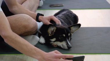 Yaşlı bir kadın, sarı bir yatakta Chihuahua köpeğiyle rahat bir yatak odasında meditasyon yapıyor. Yoga ve Corgi Yavruları rahatlama, insanlar yoga, kadınlar köpekleri okşama, egzersiz yapma, esneme hareketleri.