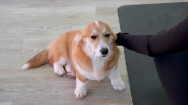 Veteriner bir kadın bir köpeğin akciğerlerini dinler, yakından, yavaş çekimde. Corgi veteriner kliniğinde muayene ediliyor. Yüksek kalite 8K görüntü