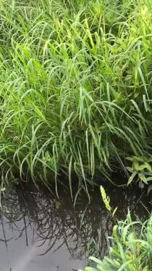 Japon çeltik tarlasında rüzgarda sallanan pirinç kulağı. pirinç tarlada suda yetişir.