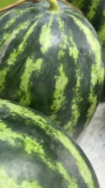 Yerel bir sebze çiftliğinde olgunlaşan karpuzlar. Yüksek kalite 4k görüntü