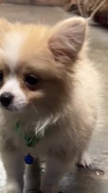 Modern Oturma Odasında Şirin Fluffy Puppy. Yüksek kalite 4k görüntü