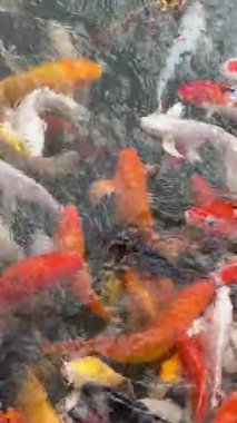 Japon koi havuzu rengarenk Japon balıklarıyla ve koi sazan balıklarıyla dolu. Japon bahçesinde koi balıkları tatlı suda yüzüyor. Japonya 'da seyahat et. Yüksek kalite 4k görüntü