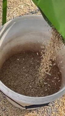 İşçiler fabrikada pirinç kurutuyorlar. İnsanlar buğday, Vietnamlı pirinçleri elliyor saman tepsileri dışarıda sıcakta çalışıyor. Yüksek kalite 4k görüntü