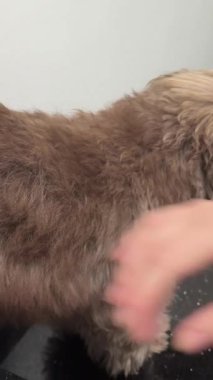 Üzgün, hastalıklı, hasta bakışlı, kanepede yatan küçük bir köpek. Eski kaniş gözü kataraktı yakın çekim. - Evet. Yaşlı bir köpeği sev.