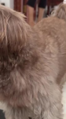 Eski bir köpek gözü yakın plan. Üzücü bir bakış. İzleyiciye düşünceli bir şekilde bakan ruhsal bakış. Uykulu, yorgun bir evcil hayvan. Sokak hayvanı seni. Kederli ruh hali. Hasta köpekçik. Sahibini bekliyor..