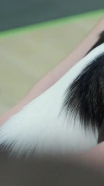 Yürek ısıtan bağ: Genç bir kadın Corgi köpeğini evde sever ve ona tapar. Yoga ve Corgi Yavruları rahatlama, insanlar yoga, kadınlar köpekleri okşama, egzersiz yapma, esneme hareketleri.