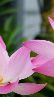 Mor nilüfer, gölette yeşil yapraklı nilüfer çiçeği. Yüksek kaliteli FullHD görüntüler