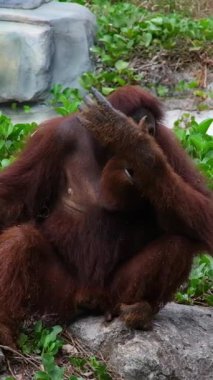 Ormanda bir orangutanı izliyorum. Ağaçların arasında büyük bir orangutan yürüyor. Yüksek kaliteli FullHD görüntüler