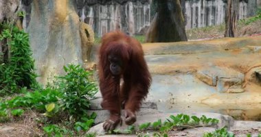 Ormanda bir orangutanı izliyorum. Ağaçların arasında büyük bir orangutan yürüyor. Yüksek kaliteli FullHD görüntüler