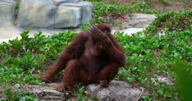 Orangutanlar, büyük maymunlar, tropikal ormanlar Sumatra orangutanı Pongo abelii. Yüksek kaliteli FullHD görüntüler