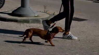 Küçük köpek dachshund spor ayakkabıları Adidas köpekleri emeklilik seti boyunca rahatça geziniyorlar Golfo dei Poeti Cruise Terminali, La Spezia, İtalya 07.23.2025