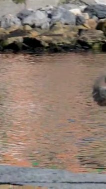Şehir atmosferinde gerçek hayatta dikey klip sıradan bir hayat yaşayan insanlar İtalya 'nın güzel renkli gerçek mimarisi İtalya' nın ünlü uçurum kasabası. La Spezia, İtalya 07.23.2025