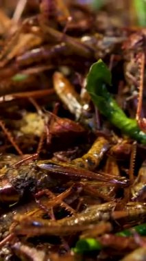 Kızarmış solucanlar ve böcekler tezgahta, Tayland 'ın yerel gıda pazarında. Selam olsun. Yüksek kalite 4k görüntü