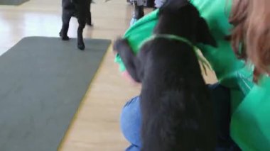 Mutlu çift, köpekleri Muhteşem Kahverengi Labrador Retriever 'la oynuyor. Erkek arkadaş ve kız arkadaş şakası, evcil hayvan ve tırmık süper mutlu köpek, şık oturma odasında iyi eğlenceler.. 