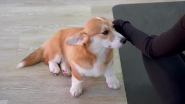 Kırmızı ve beyaz Pembroke Welsh Corgi parkta fayansların üzerinde oturur ve gözlerini kısarak, mutlu ve dili dışarı sarkmış bir şekilde karşıya bakar. Güneşli bir günde şehir parkında yürümek.