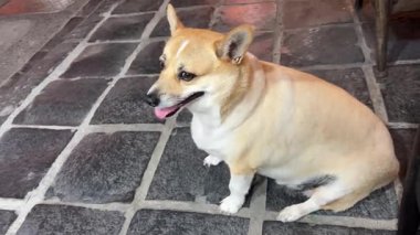 Sevimli kahverengi gözlü bir köpek kapalı bir yerde fayanslı bir zeminde oturur, umut dolu bir ifadeyle yukarı bakar. Köpek bir masa ve ısıtıcının yanında rahat ve iç açıcı bir ofis yaratıyor. 