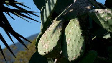 Gökyüzüne karşı parlak güneş ışığında yeşil dikenli armut. Yüksek kalite 4k görüntü