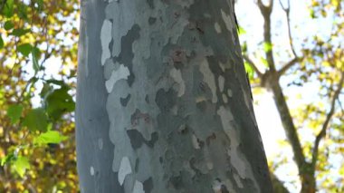 Botanik bahçesindeki kozalaklı bir ağacın kabuğu gibi. Yüksek kalite 4k görüntü