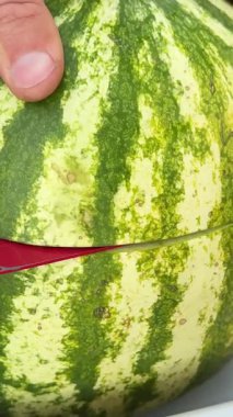 Yarım karpuz. Bahçedeki karpuz iki parçaya ayrılır. Yaz bahçesindeki erkek ellerinde karpuz güneş ışınlarında. Erkek eller karpuzu iki parçaya böler..